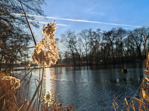 Silvesterspaziergang Dieskauer Park